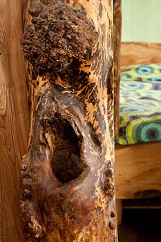 burl